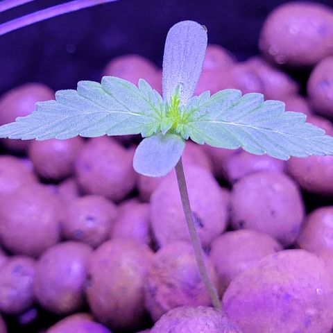 RoMelly growlog timeline photo