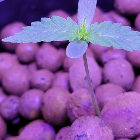 RoMelly growlog timeline photo