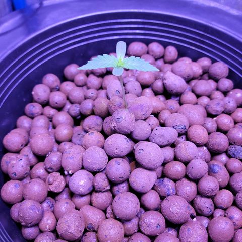 RoMelly growlog timeline photo