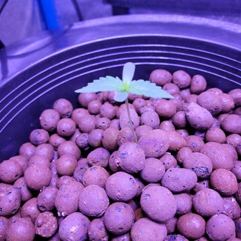 RoMelly growlog timeline photo