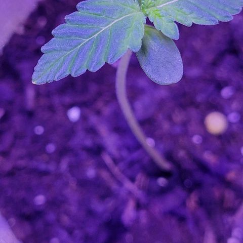 RoMelly growlog timeline photo