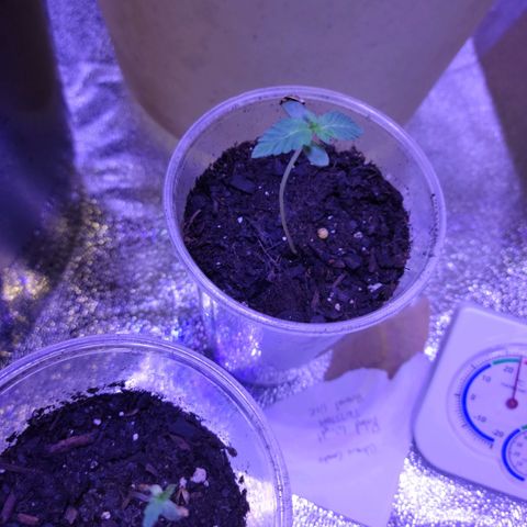 RoMelly growlog timeline photo
