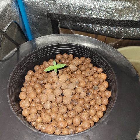 RoMelly growlog timeline photo