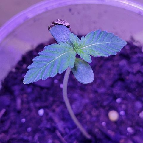 RoMelly growlog timeline photo