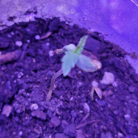 RoMelly growlog timeline photo
