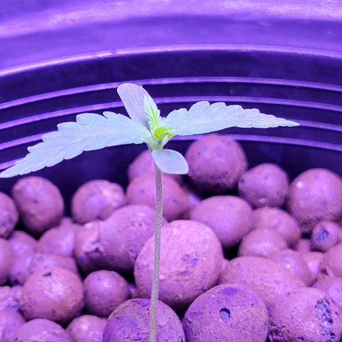 RoMelly growlog timeline photo