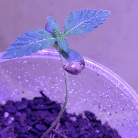 RoMelly growlog timeline photo