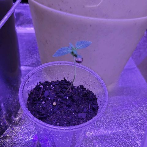 RoMelly growlog timeline photo