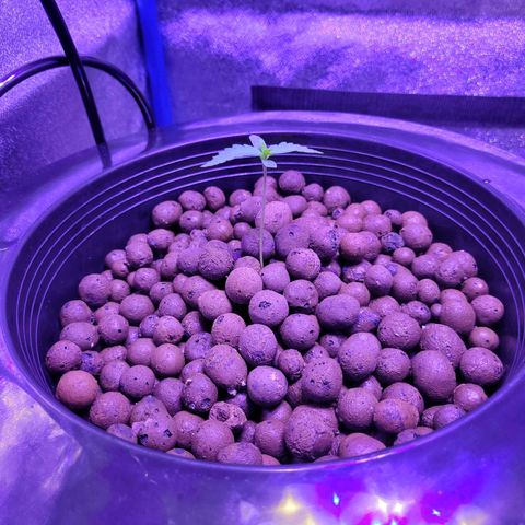 RoMelly growlog timeline photo