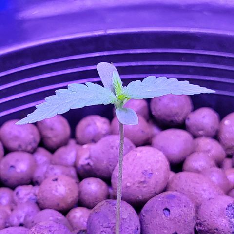 RoMelly growlog timeline photo