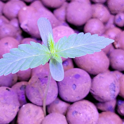 RoMelly growlog timeline photo