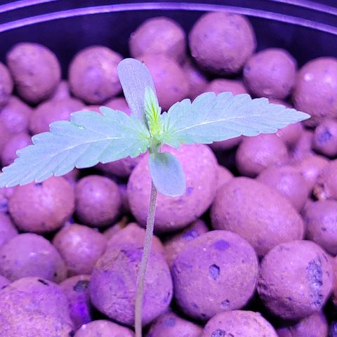 RoMelly growlog timeline photo