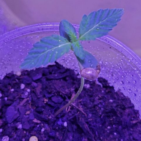 RoMelly growlog timeline photo