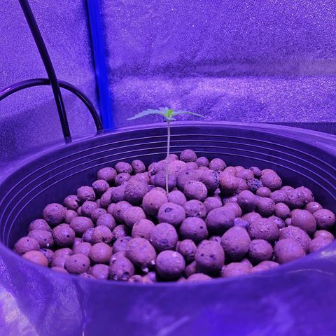 RoMelly growlog timeline photo