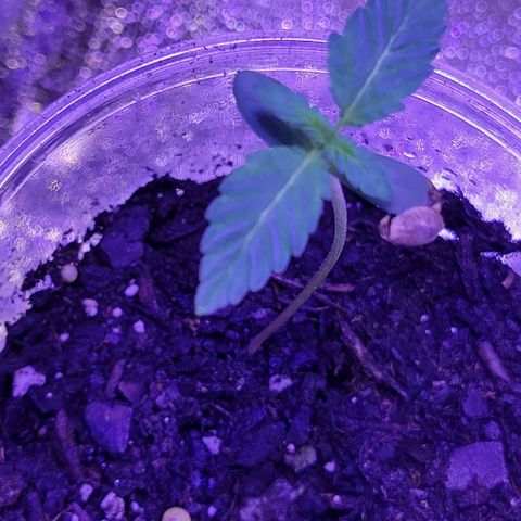 RoMelly growlog timeline photo