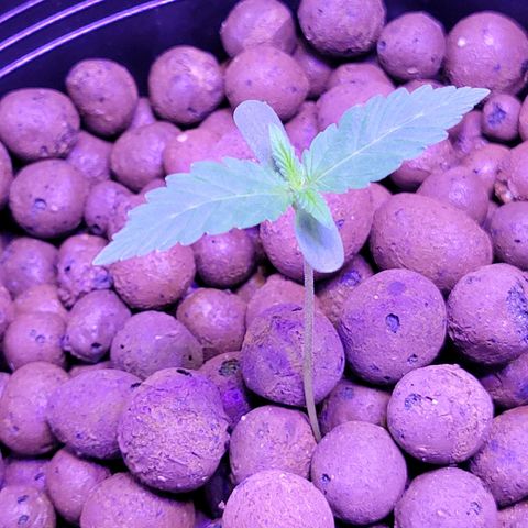 RoMelly growlog timeline photo