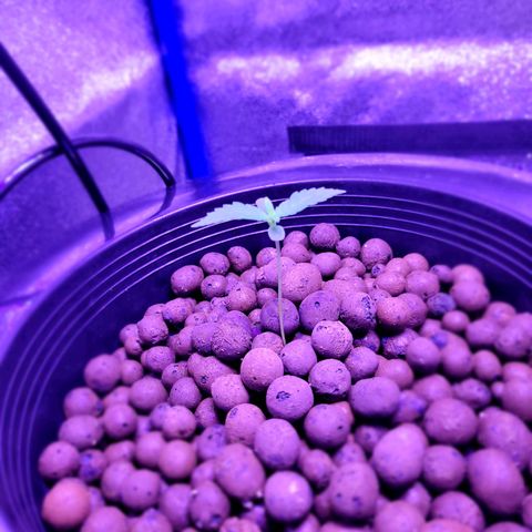 RoMelly growlog timeline photo
