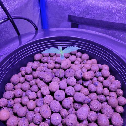RoMelly growlog timeline photo