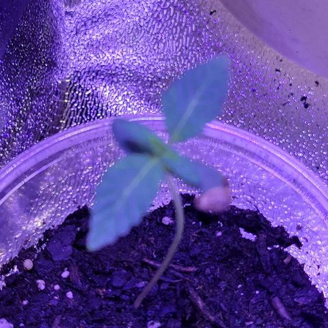 RoMelly growlog timeline photo