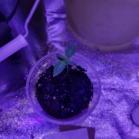 RoMelly growlog timeline photo