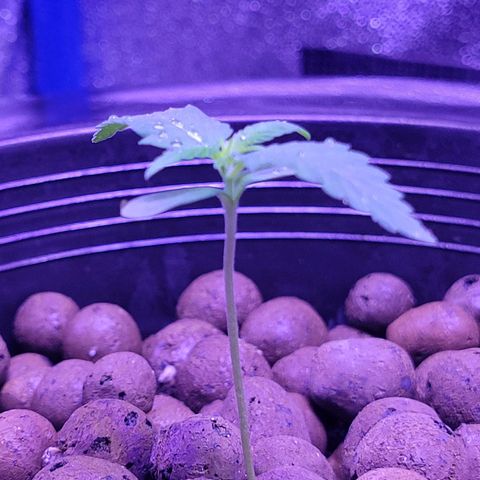 RoMelly growlog photo: Added more soil for stability..moistened with ph water..raised closer to light