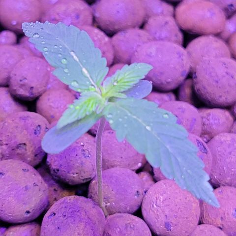 RoMelly growlog photo: Added more soil for stability..moistened with ph water..raised closer to light