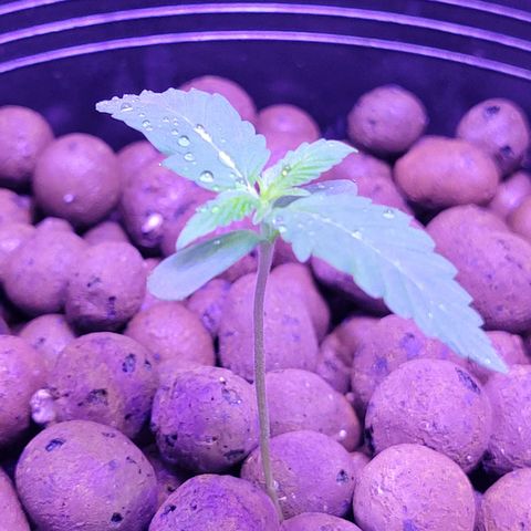 RoMelly growlog photo: Added more soil for stability..moistened with ph water..raised closer to light