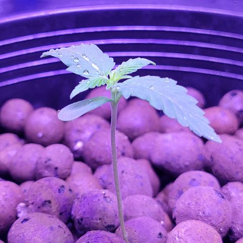 RoMelly growlog photo: Added more soil for stability..moistened with ph water..raised closer to light