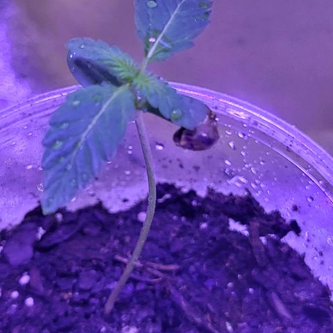 RoMelly growlog photo: Added more soil for stability..moistened with ph water..raised closer to light