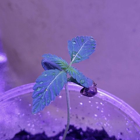 RoMelly growlog photo: Added more soil for stability..moistened with ph water..raised closer to light