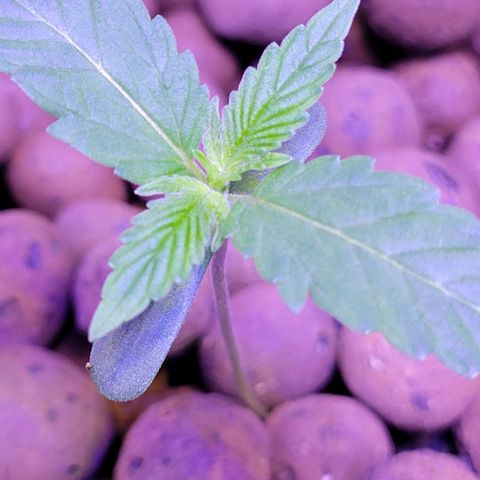 RoMelly growlog timeline photo