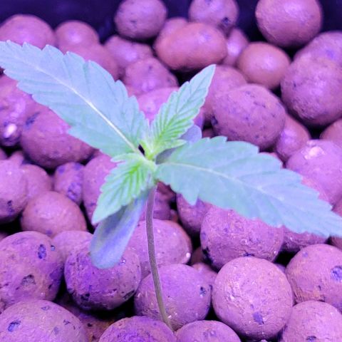 RoMelly growlog timeline photo