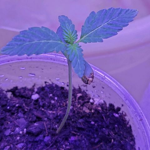 RoMelly growlog timeline photo