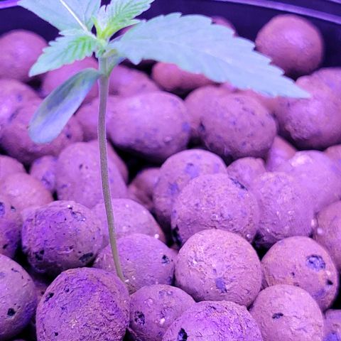 RoMelly growlog timeline photo