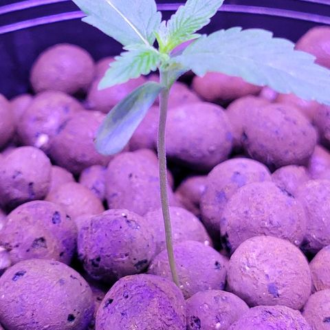 RoMelly growlog timeline photo