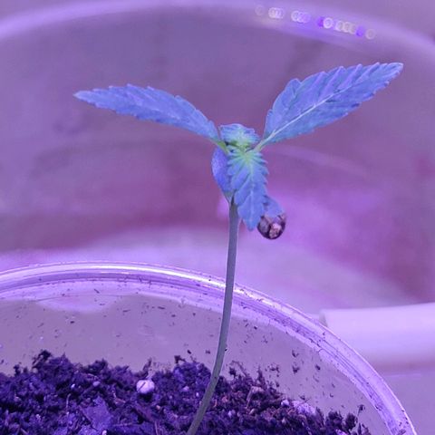 RoMelly growlog photo: Before feeding..added hydrogen peroxide too