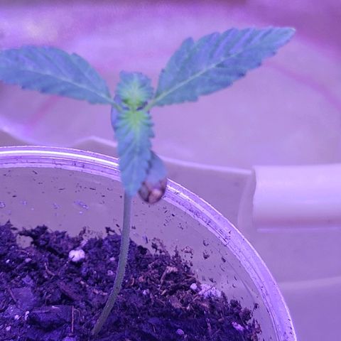 RoMelly growlog photo: Before feeding..added hydrogen peroxide too
