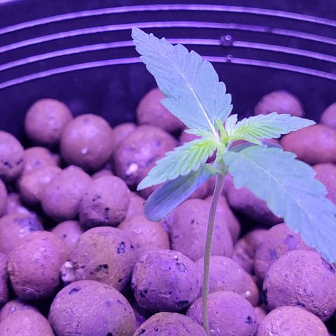 RoMelly growlog photo: Before feeding..added hydrogen peroxide too
