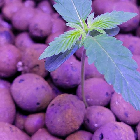 RoMelly growlog photo: Before feeding..added hydrogen peroxide too