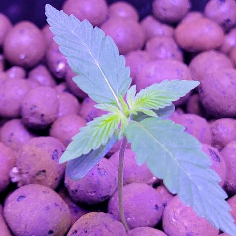 RoMelly growlog photo: Before feeding..added hydrogen peroxide too