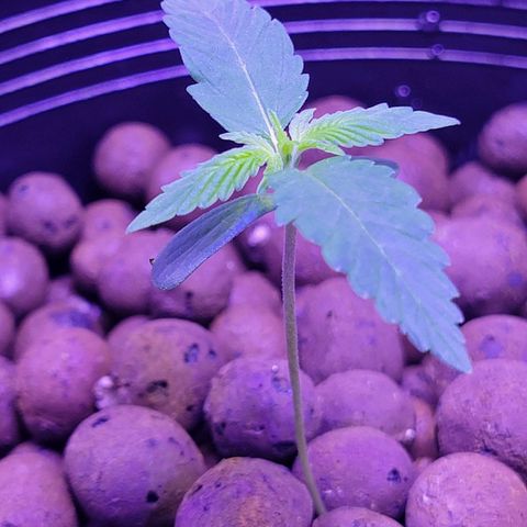 RoMelly growlog photo: Before feeding..added hydrogen peroxide too