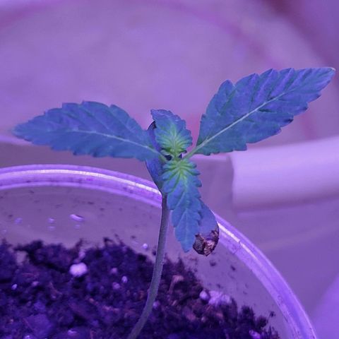 RoMelly growlog photo: Before feeding..added hydrogen peroxide too