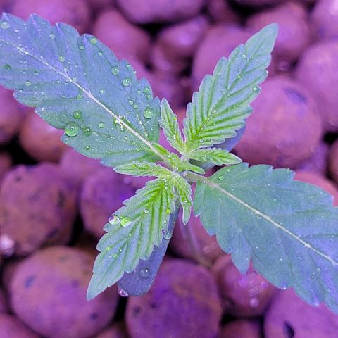 RoMelly growlog photo: 930pm