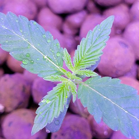 RoMelly growlog photo: 930pm