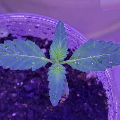 RoMelly growlog photo: 930pm