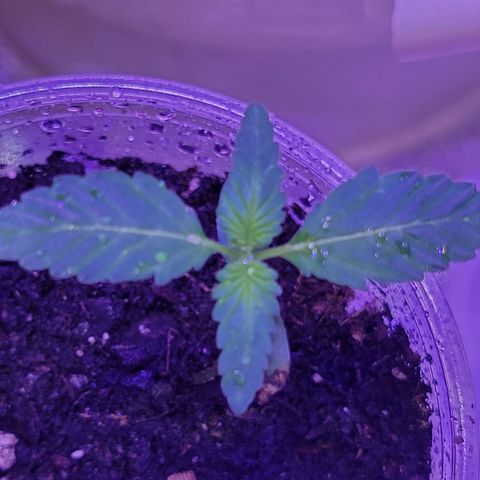RoMelly growlog photo: 930pm