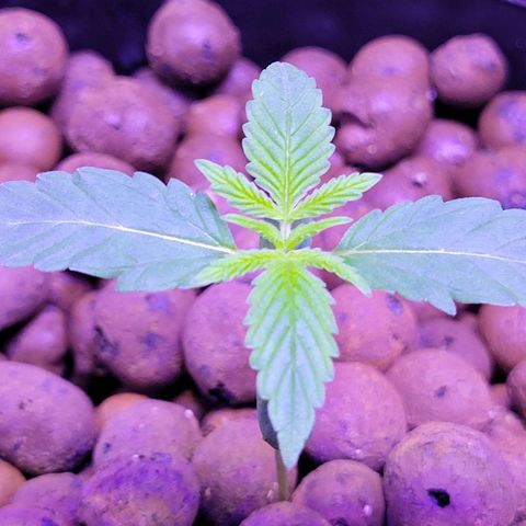 RoMelly growlog timeline photo