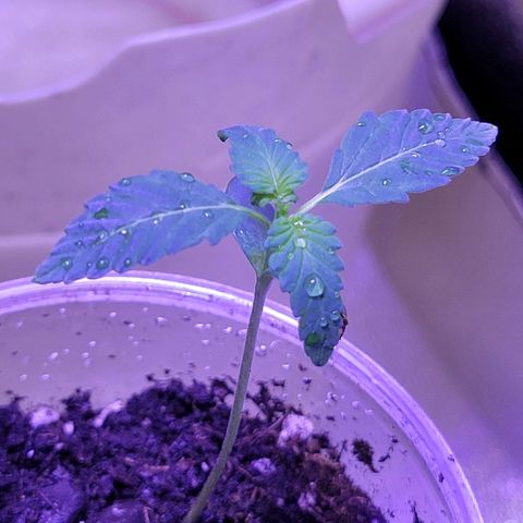 RoMelly growlog timeline photo
