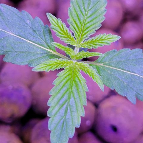 RoMelly growlog timeline photo