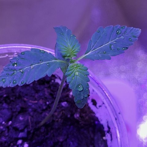 RoMelly growlog timeline photo